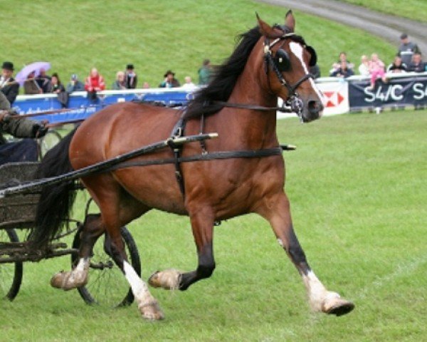 Zuchtstute Cledlyn Sara Mai (Welsh-Cob (Sek. D), 1999, von Gwenllan Sam)