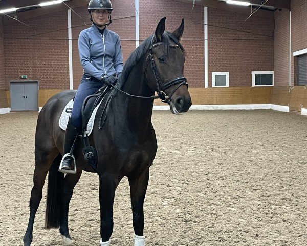 Pferd Frontman Equesta (Oldenburger, 2019, von For Romance I)