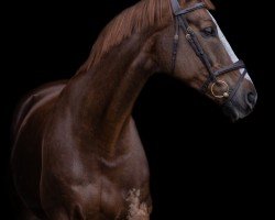 jumper Fritzz Ferdinand H (Hanoverian, 2011, from Fürst Nymphenburg)