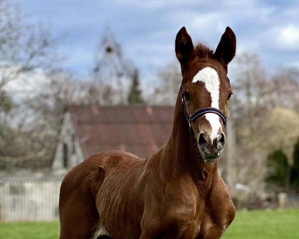 Pferd De Light (Oldenburger, 2024, von Fuechtels Floriscount OLD)