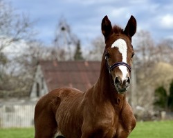 Pferd De Light (Oldenburger, 2024, von Fuechtels Floriscount OLD)