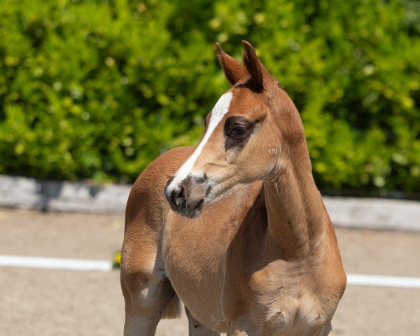 stallion Glückshans (Trakehner, 2023, from Shapiro 15)