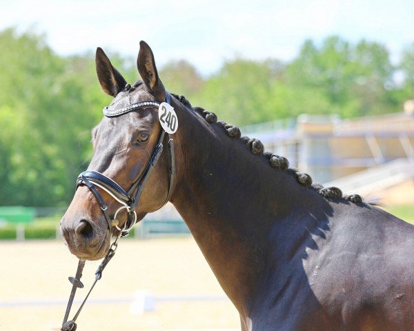broodmare Goldgräfin (Trakehner, 2020, from Goldschmidt)