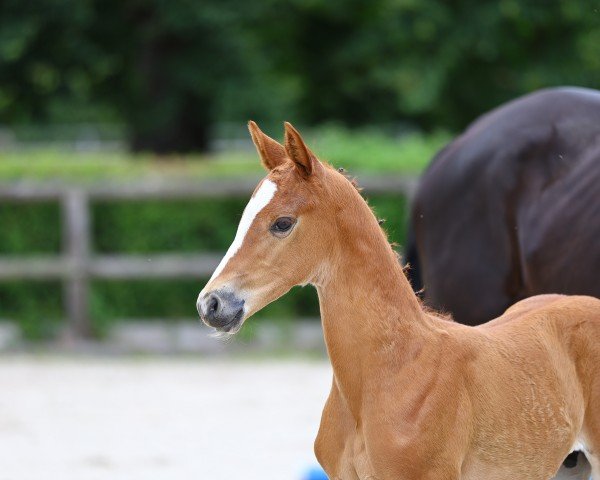 Deckhengst Abraxans Ganderio (Trakehner, 2024, von Banderas)