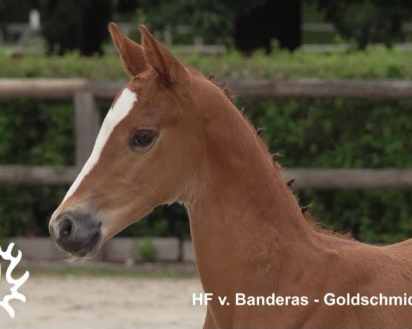 Video of Abraxans Ganderio