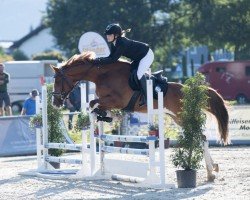 Springpferd Looping Loui 2 (unbekannt, 2019, von Andiamo)