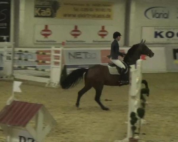 Hallenspringturnier in Borken 2013