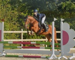 jumper Alrighty Mighty (German Riding Pony, 2019, from Aarvandt)