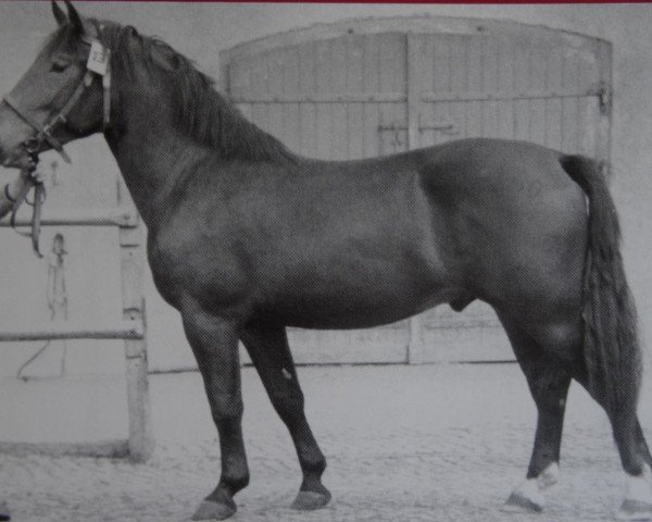 stallion Lordo Mo 1000 (Heavy Warmblood, 1950, from Lordus Mo 432) stallion Lordo Mo 1000 (Heavy Warmblood, 1950, from Lordus Mo 432)