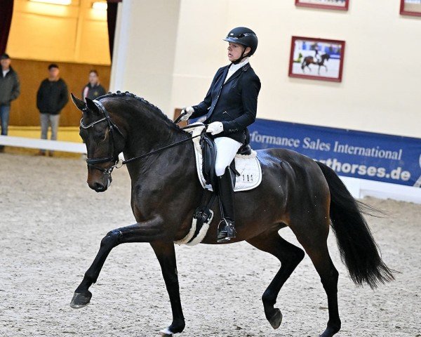 dressage horse Fame on Fire A (Oldenburg, 2019, from Fürstenball) dressage horse Fame on Fire A (Oldenburg, 2019, from Fürstenball)