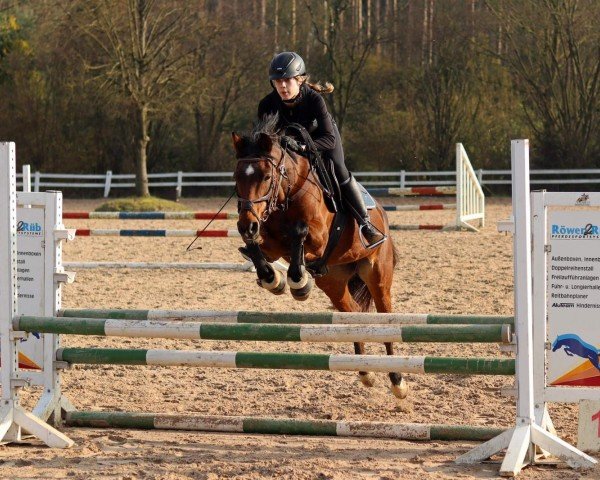 jumper Cool Floh (German Riding Pony, 2001, from Dressman)