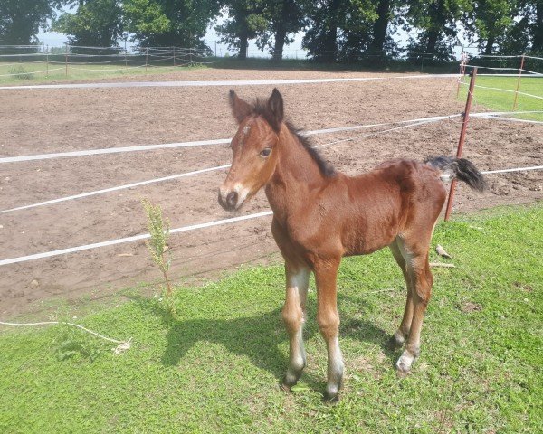 Pferd Castles Connor (Connemara-Pony, 2024, von Castle Emperor)