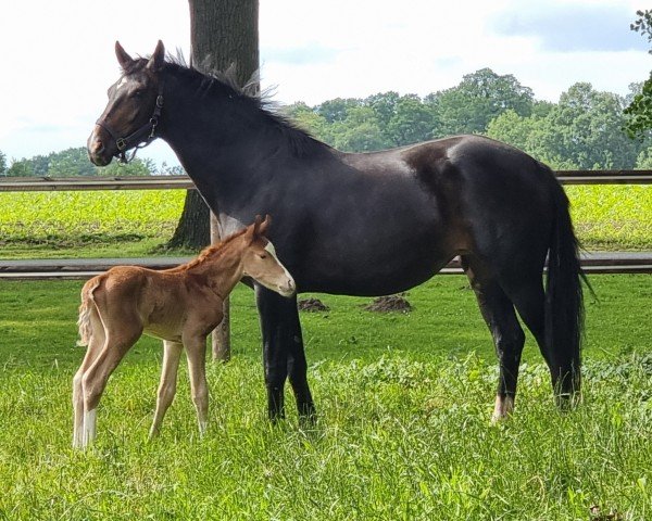 horse Sir Siegfried WF (Westphalian, 2024, from Sir Heinrich OLD)
