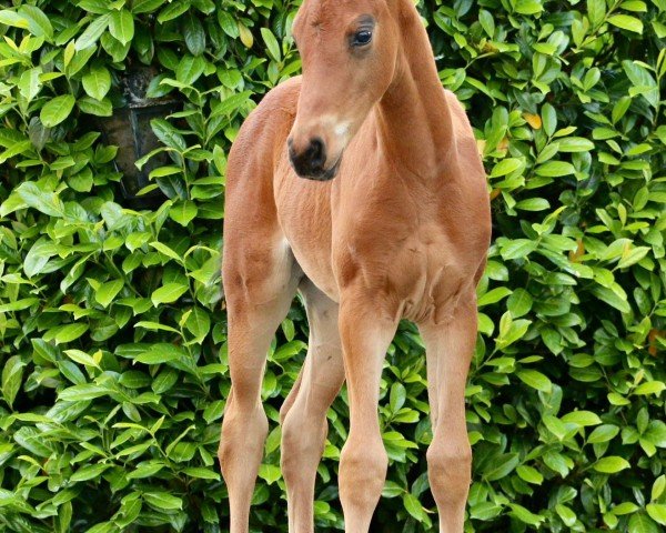 horse Hengst von Diamantenglanz (Westphalian, 2024, from Diamantenglanz)