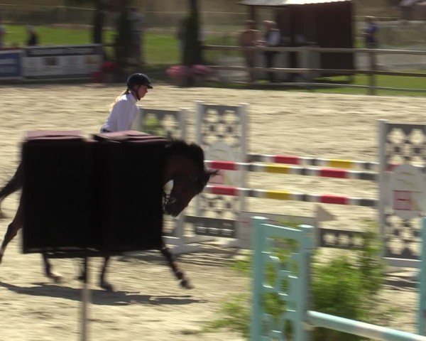 Reitturnier Westergellersen 2024