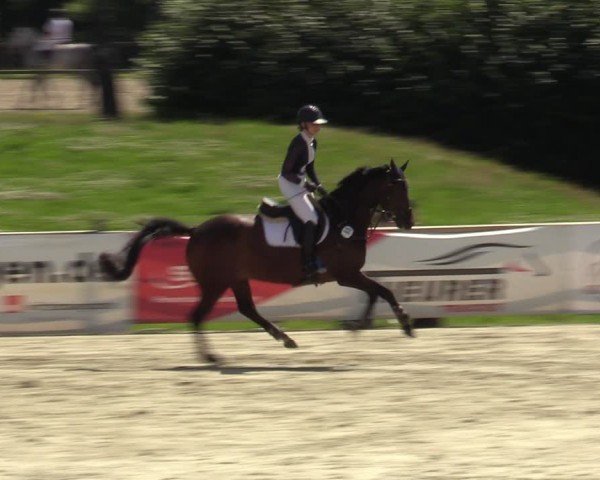 Reitturnier Westergellersen 2024