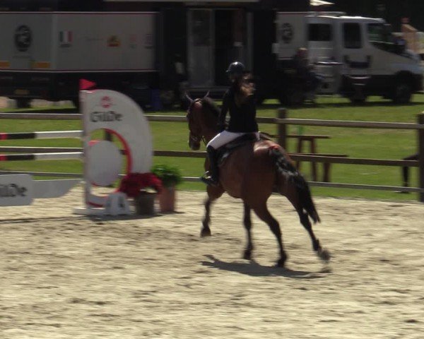 Reitturnier Westergellersen 2024