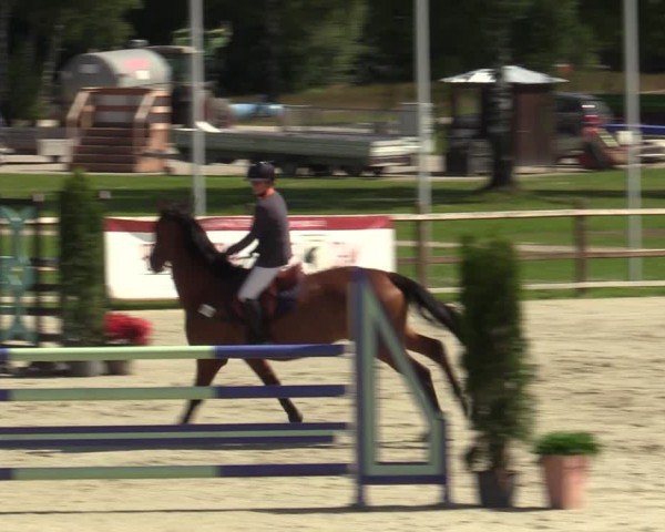 Reitturnier Westergellersen 2024