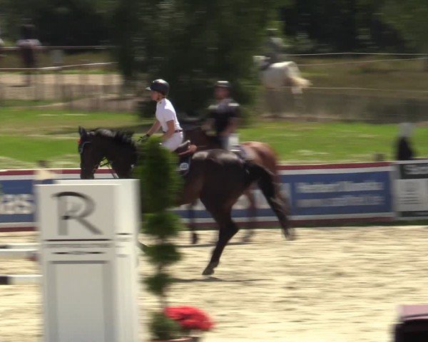 Reitturnier Westergellersen 2024