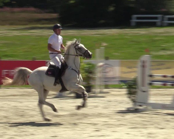 Reitturnier Westergellersen 2024