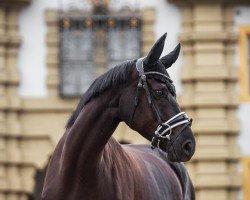 dressage horse Vincenza Negra (Trakehner, 2017, from Schwarzgold)
