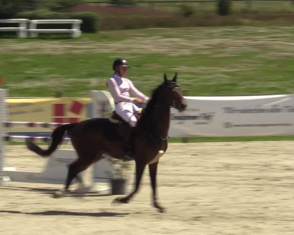 Reitturnier Westergellersen 2024