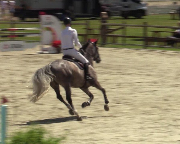 Reitturnier Westergellersen 2024