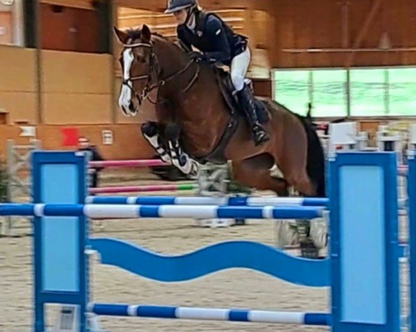 Springpferd Mia Rose CH (Schweizer Warmblut, 2013, von S.M. Contador)