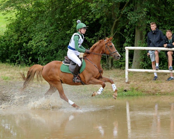 jumper Nexus Karneol (German Riding Pony, 2014, from Nadir vom Splitting WE)