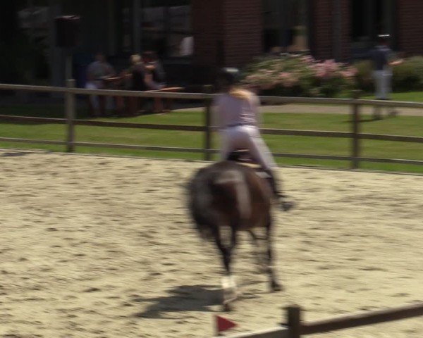 Reitturnier Westergellersen 2024