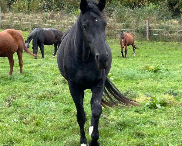 broodmare V-All Time (Oldenburg, 2019, from Vitalis)