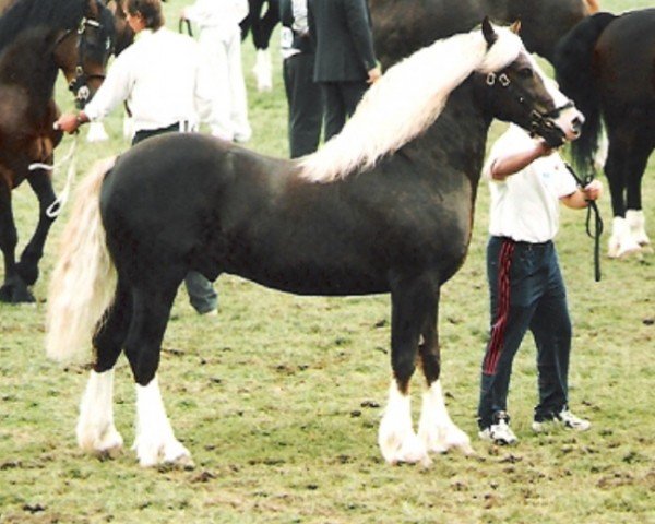horse Gwendraeth Danny Boy (Welsh-Cob (Sek. D), 1991, from Nebo Daniel)