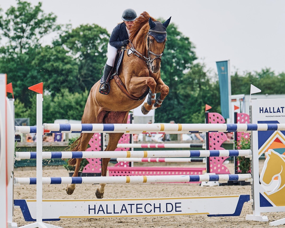 jumper Lorelei 111 (Oldenburg show jumper, 2017, from Oak Grove's Laith)