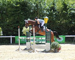 jumper Gypsy Calice GZ (Zangersheide riding horse, 2010, from Gentleman vd Dennehoeve)