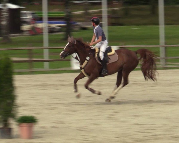 Reitturnier Westergellersen 2024