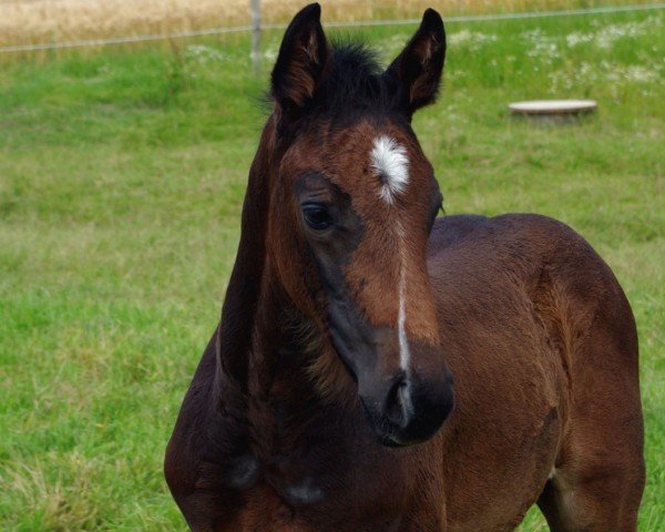 horse Hengst von Diarado / Uriko (Holsteiner, 2024, from Diarado)