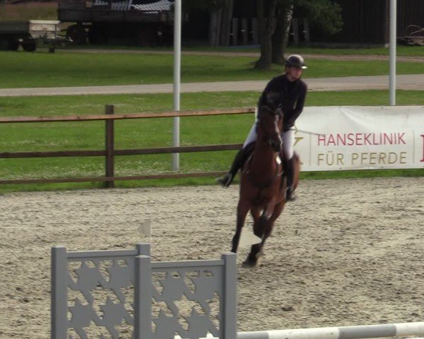 Reitturnier Westergellersen 2024