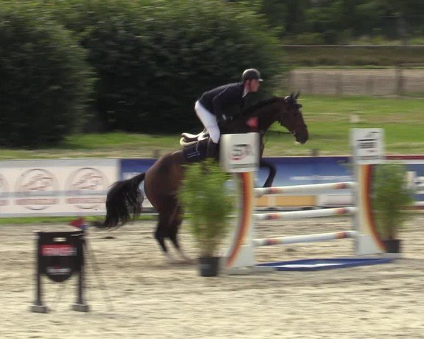 Reitturnier Westergellersen 2024