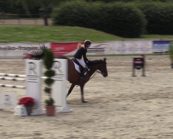 Reitturnier Westergellersen 2024