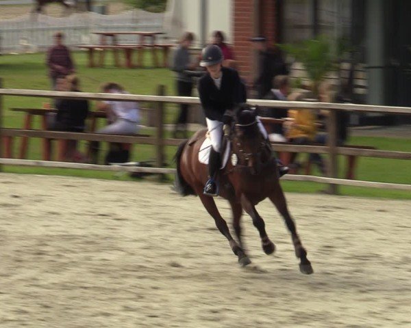Reitturnier Westergellersen 2024