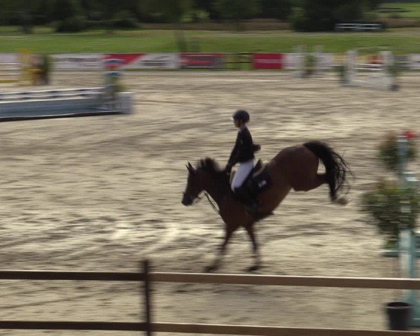 Reitturnier Westergellersen 2024