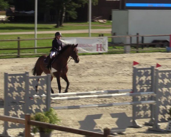 Reitturnier Westergellersen 2024