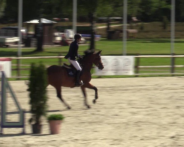Reitturnier Westergellersen 2024