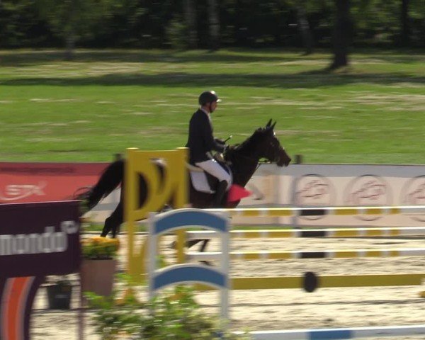 Reitturnier Westergellersen 2024