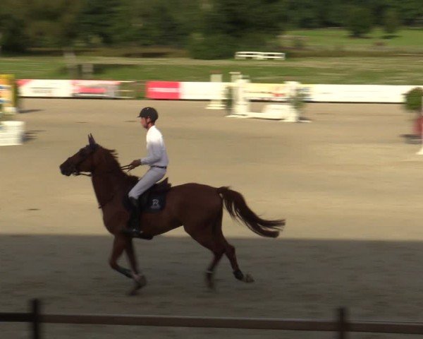 Reitturnier Westergellersen 2024