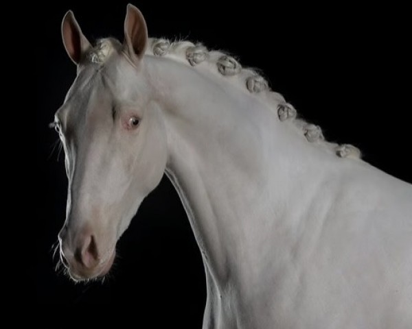 Deckhengst X-TRA Krem‘s Blue Miracle (Belgium Sporthorse,  , von Krem)
