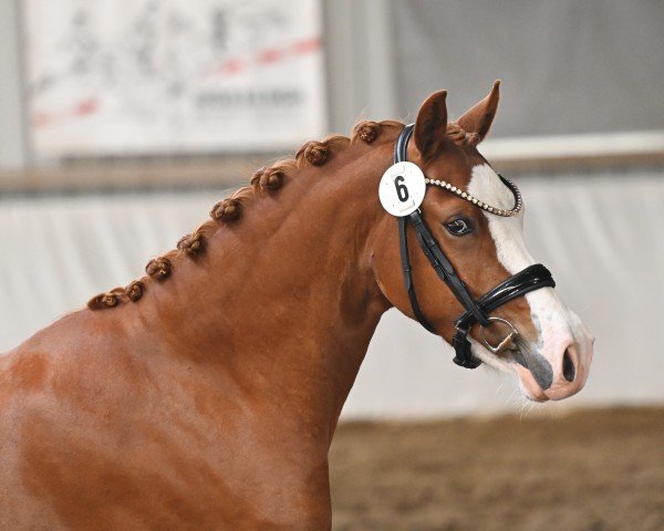 horse Maximus Decimus 3 (German Riding Pony, 2021, from FS Mr. Right)