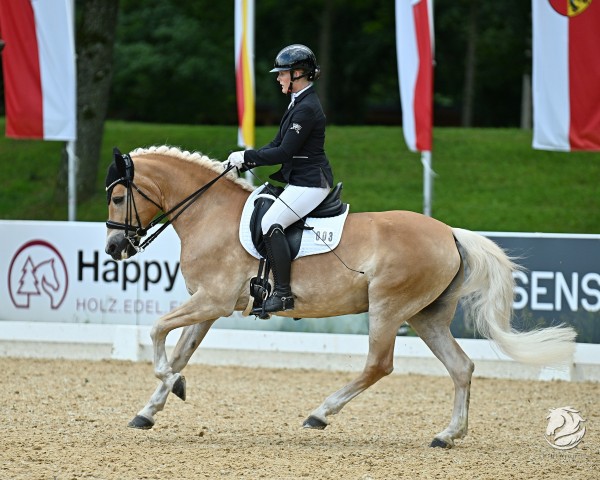 Zuchtstute DSP Lareina (Haflinger, 2008, von Belarex) Zuchtstute DSP Lareina (Haflinger, 2008, von Belarex)
