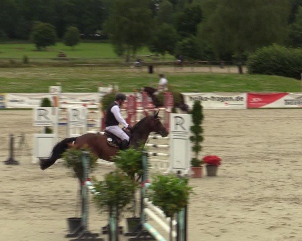 Reitturnier Westergellersen 2024
