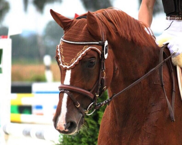 jumper Augustenhofs Wilma (German Warmblood, 2006, from Almoretto)
